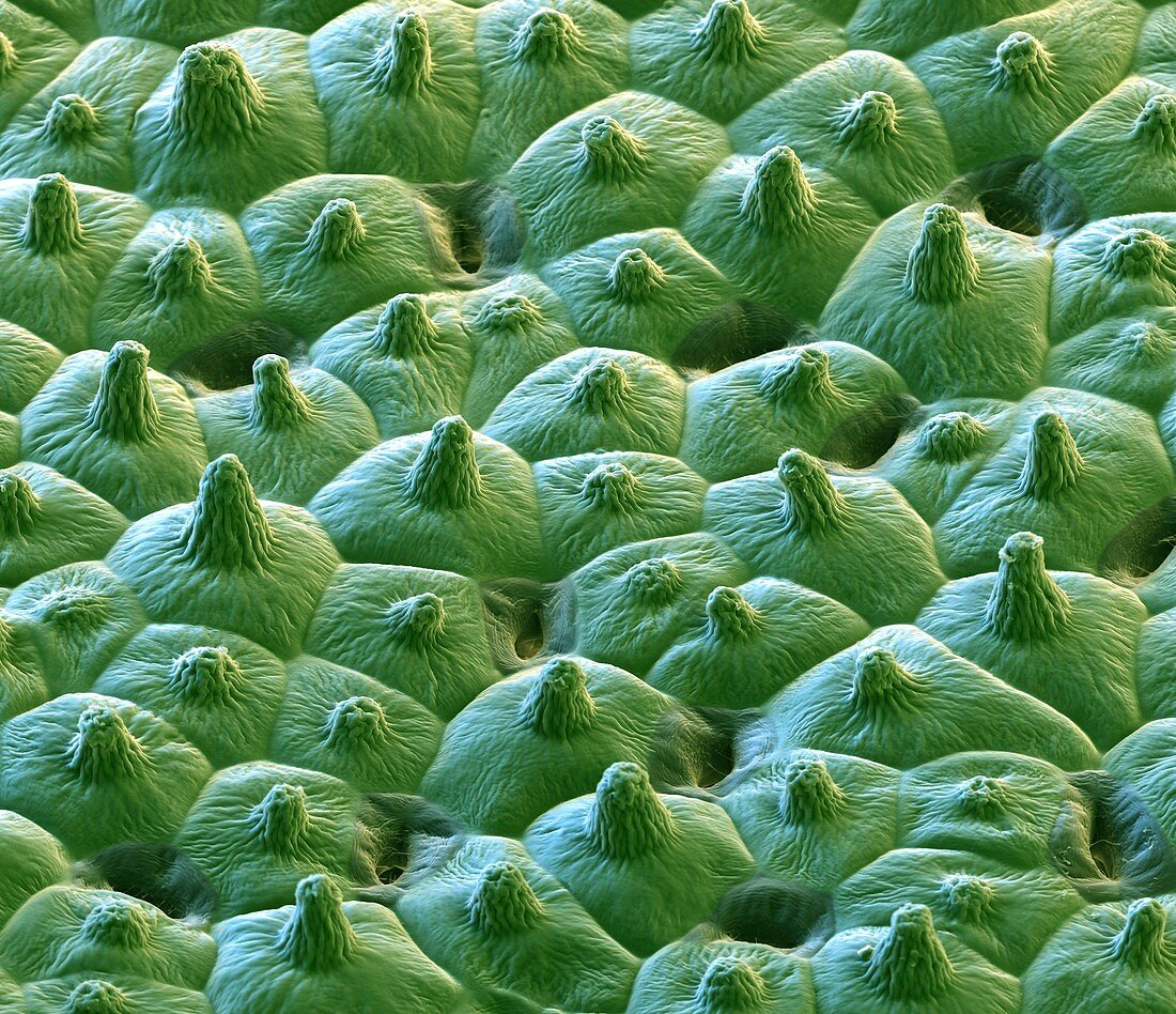 Lotus leaf surface, SEM