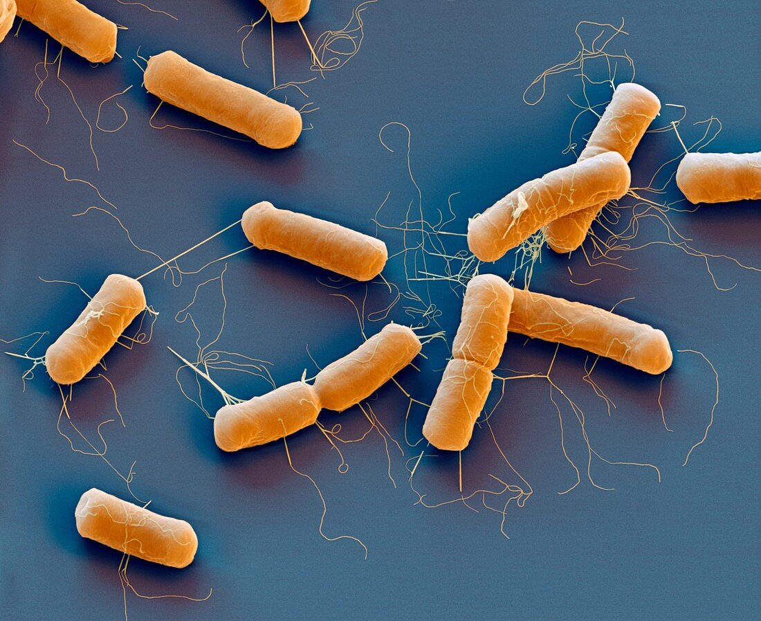 Bacillus cereus bacteria, SEM