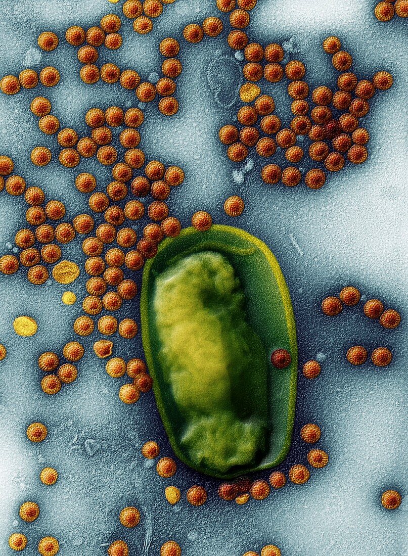 Rotavirus und Escherichia coli