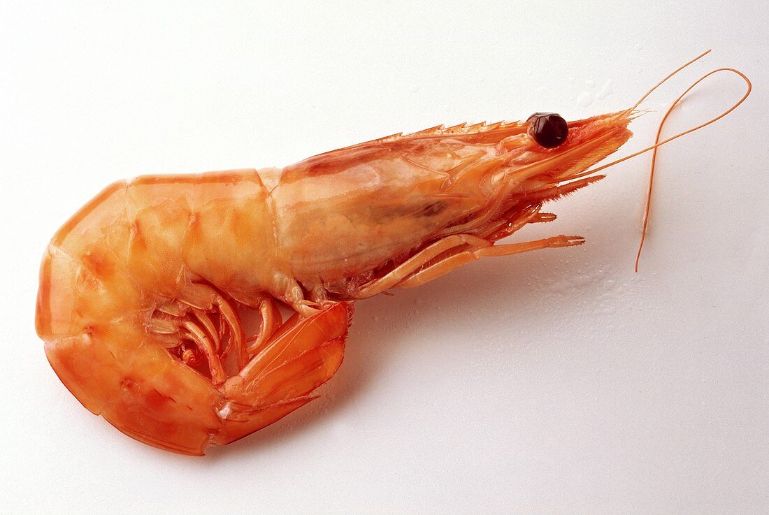 A Single Jumbo Shrimp
