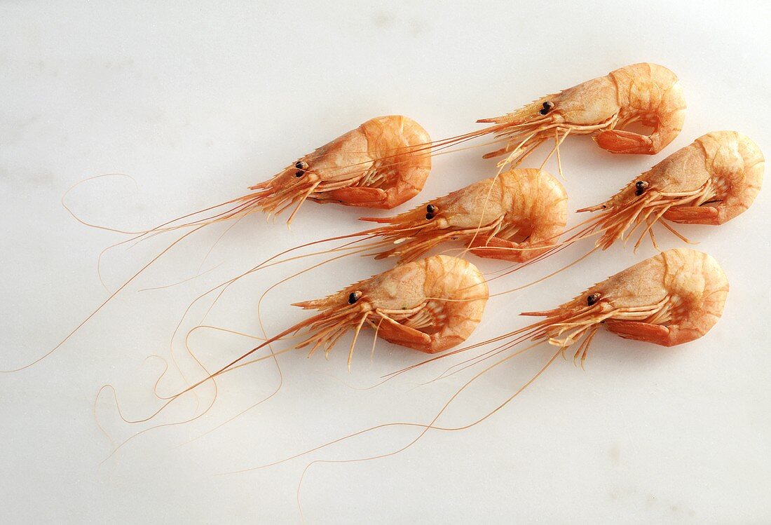 Sechs Tiefseegarnelen (Shrimps)