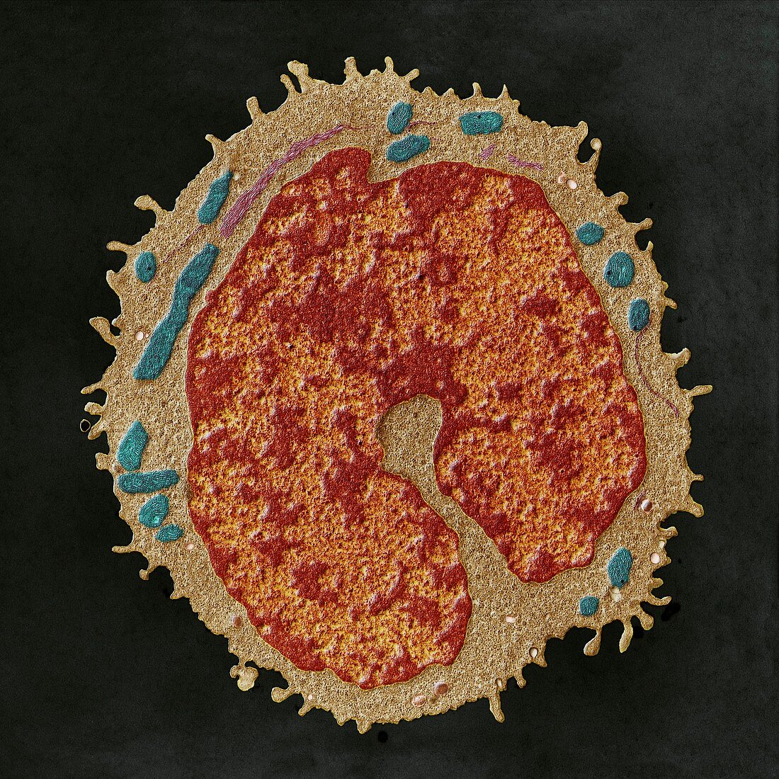Monocyt 18kx - Monocyt, weisses Blutkorperchen, 18 000-1