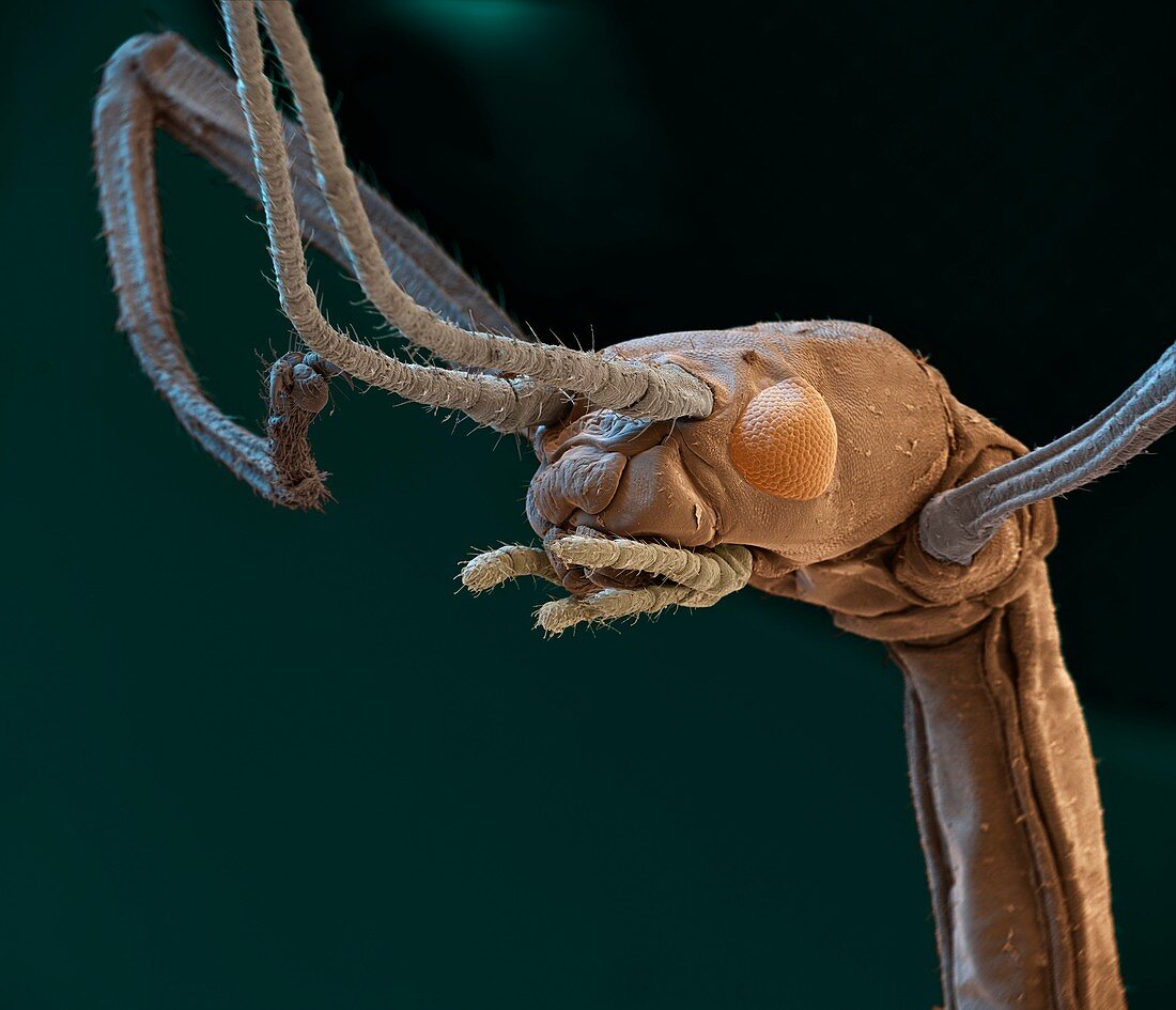 Indian stick insect, SEM