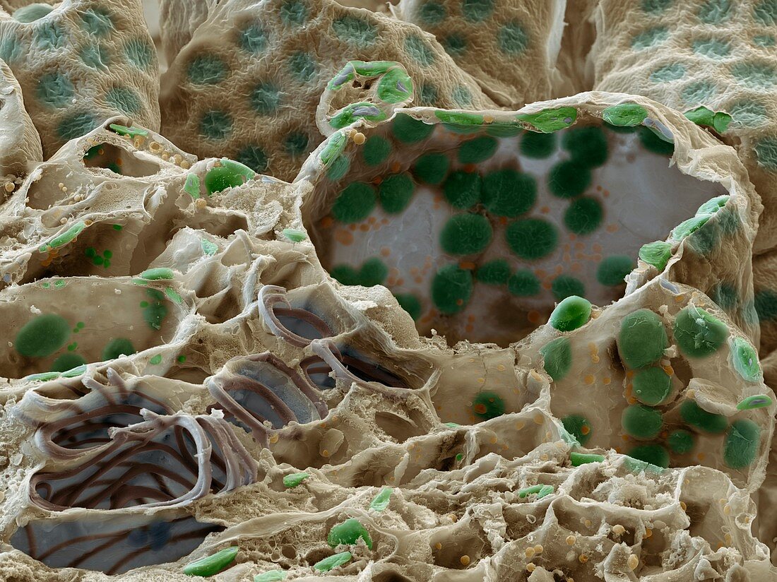 Photosynthetic leaf tissue, SEM