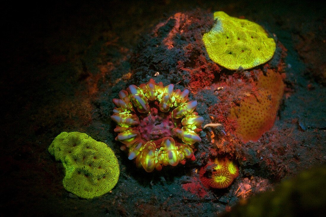 Underwater fluorescence