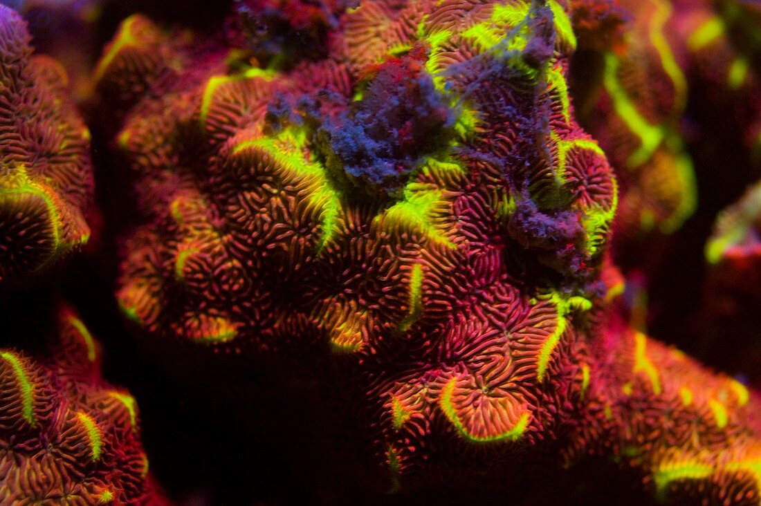 Stone coral fluorescence