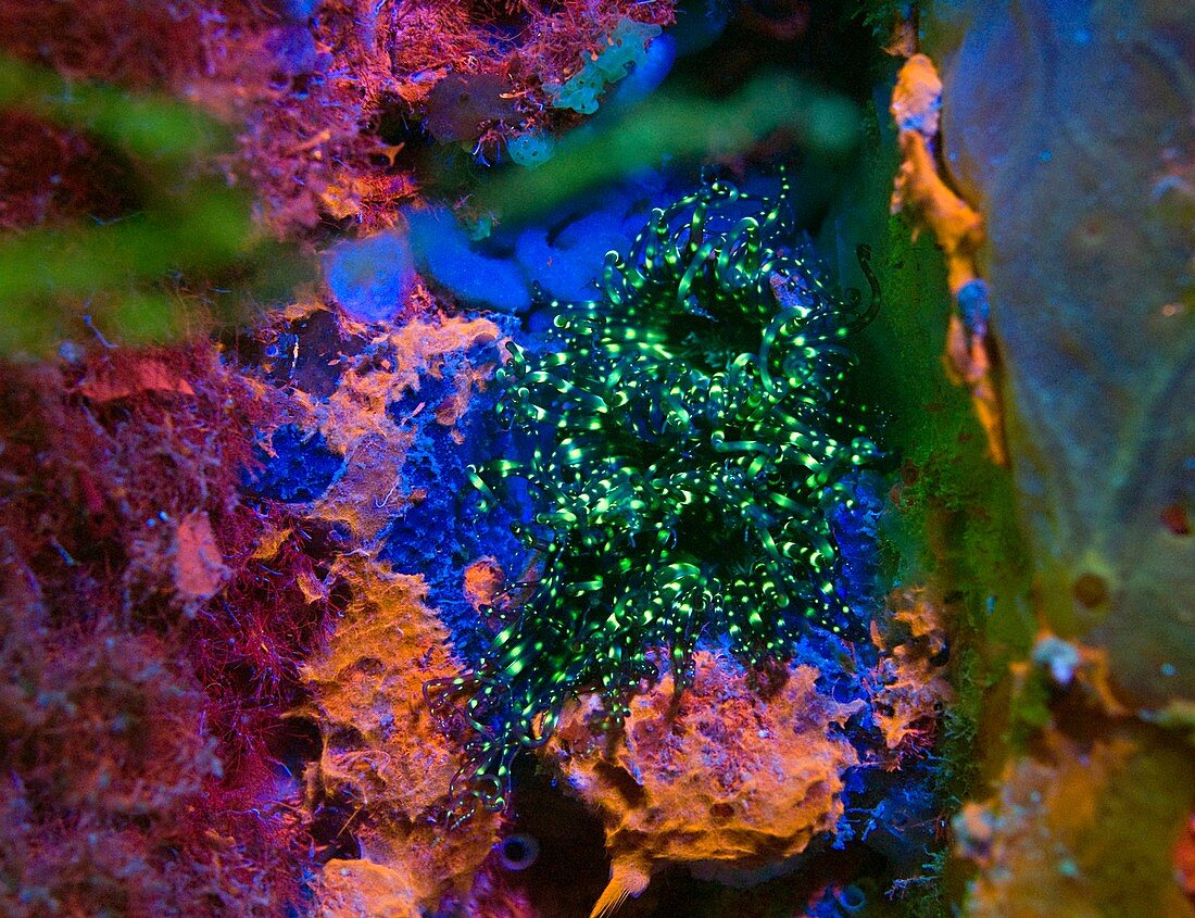 Sea anemones, underwater fluorescence