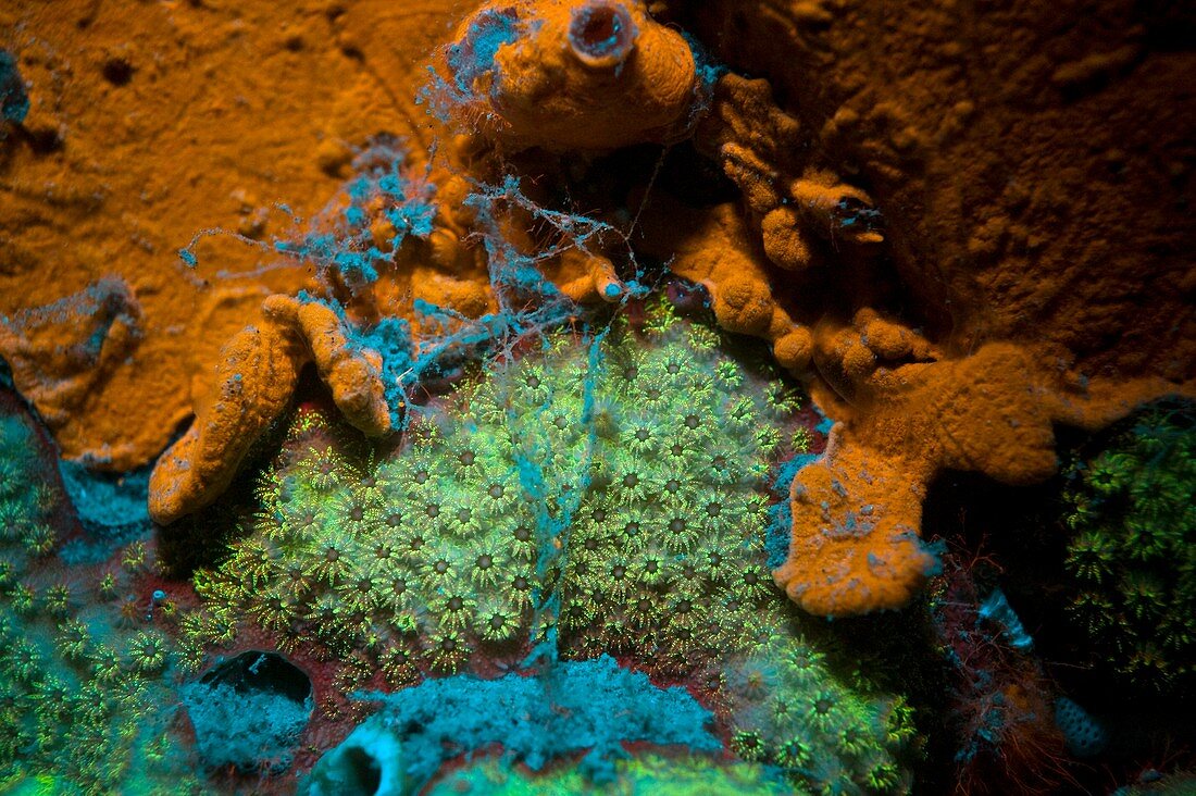 Fluoreszenz bei Meerestieren, Schwamm und Steinkoralle