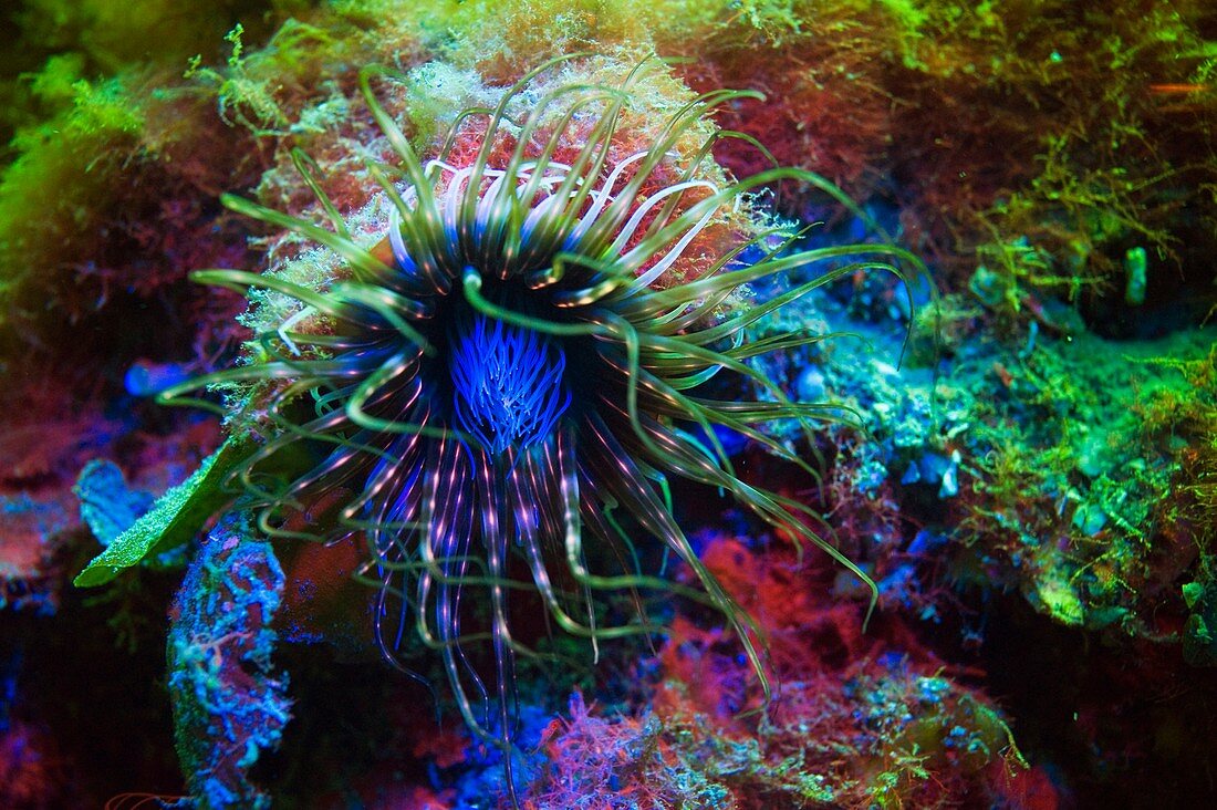 Tube anemone, underwater fluorescence