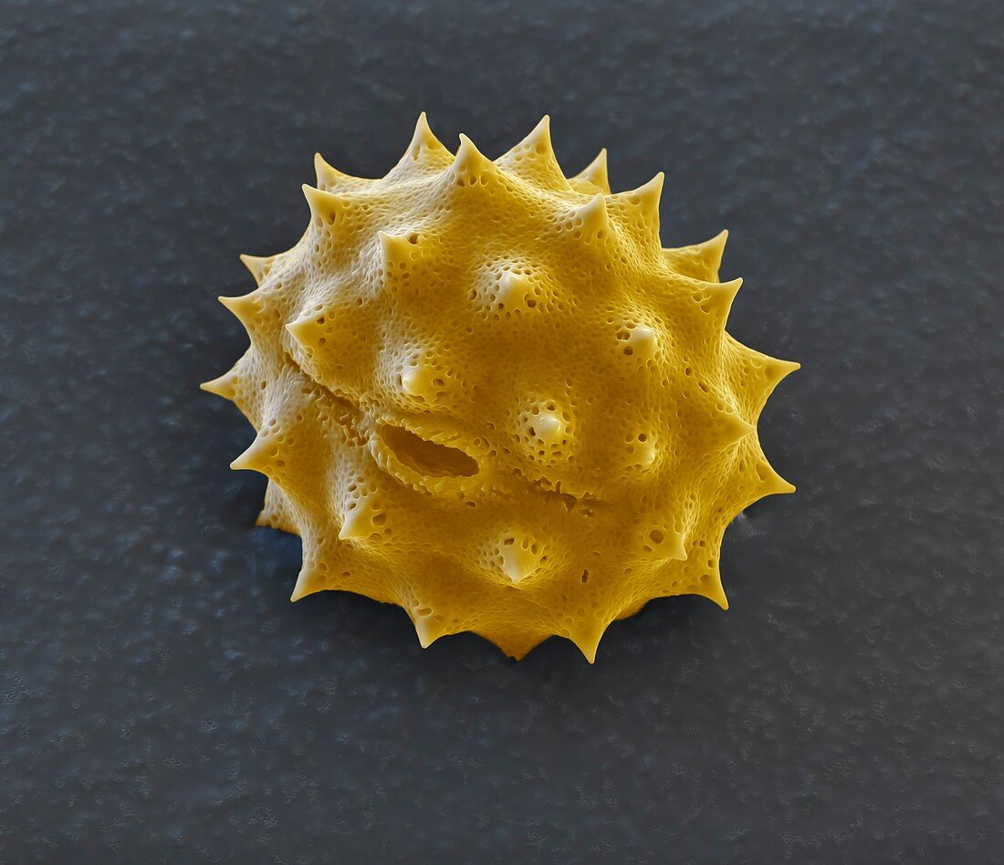 Yellow chamomile pollen grain, SEM