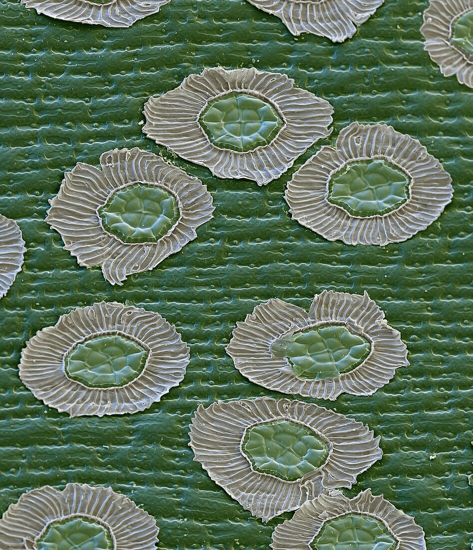 Bromeliad leaf, SEM