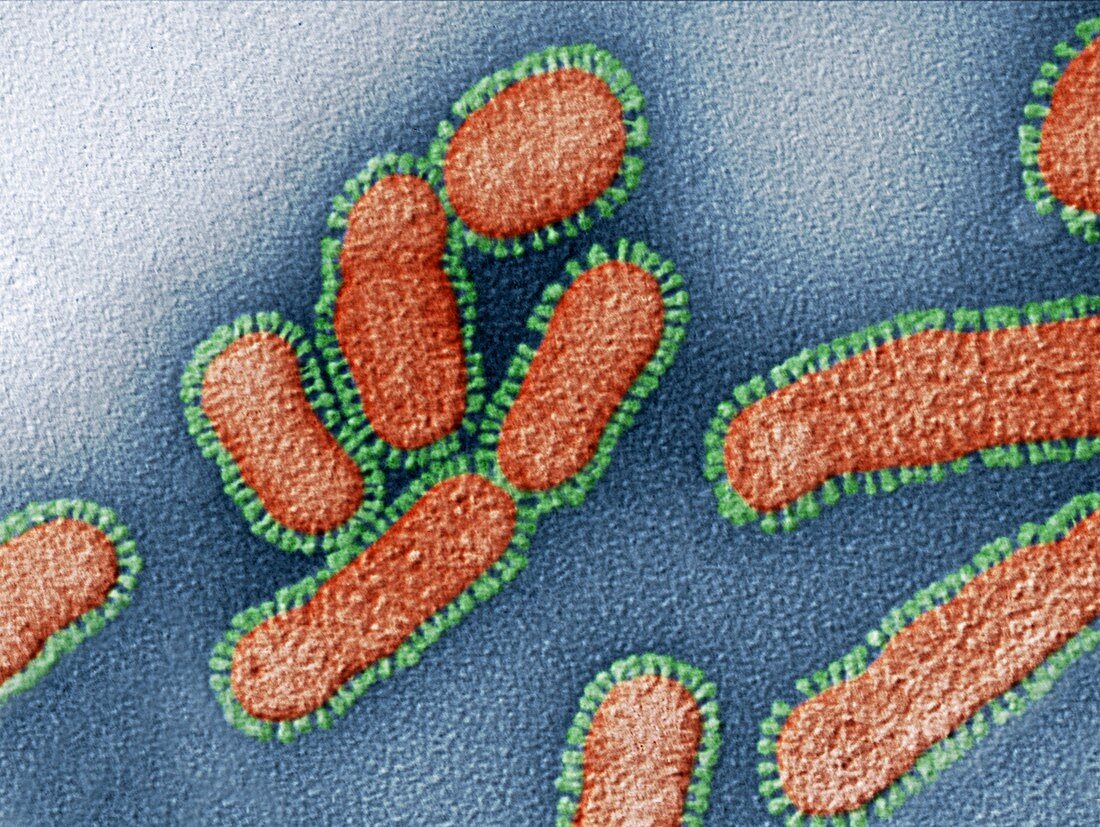 Influenza 280kx - Influenza-Virus 280 000-1