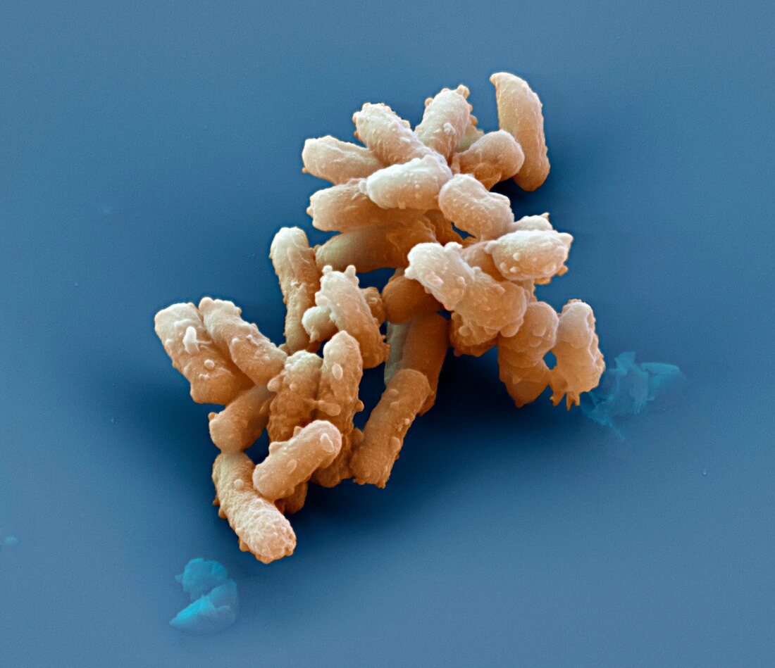 Rhodobacter bacteria, SEM