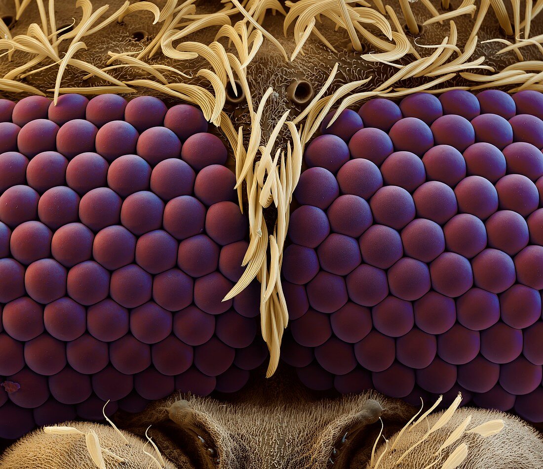 Stechmuecke 450x - Auge einer Stechmücke, 300-1