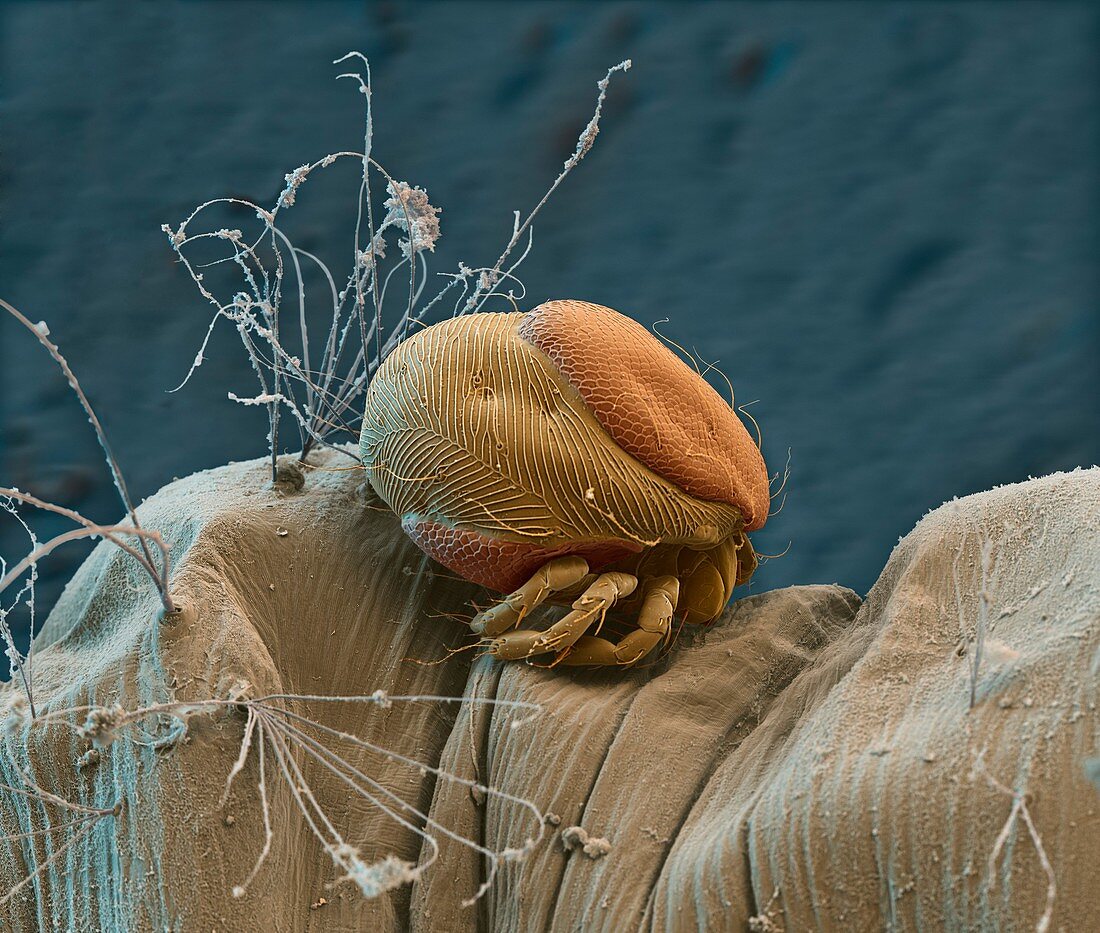 Mite on mosquito larva, SEM