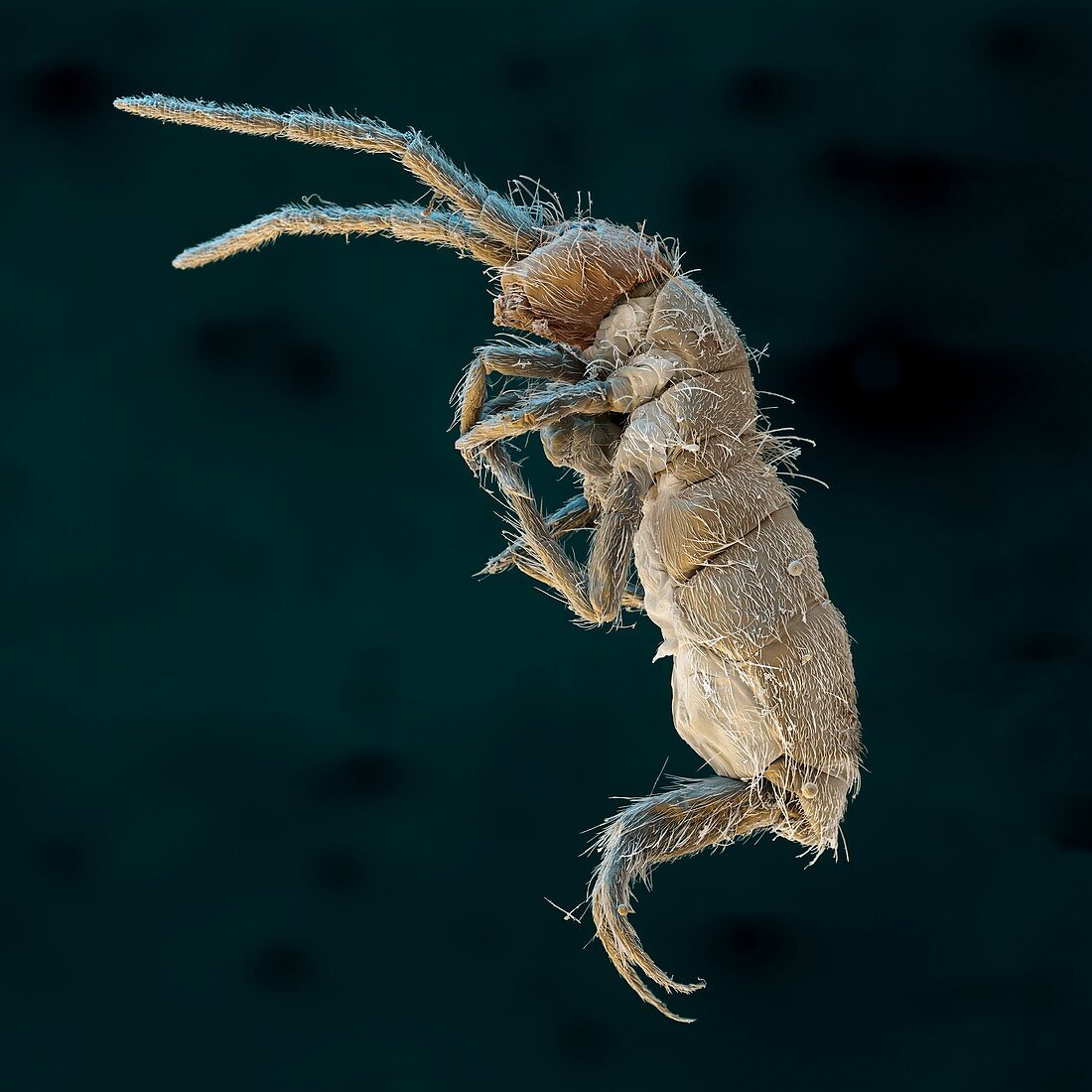 Collembola 40x - Collembola, Springschwanz, 40-1