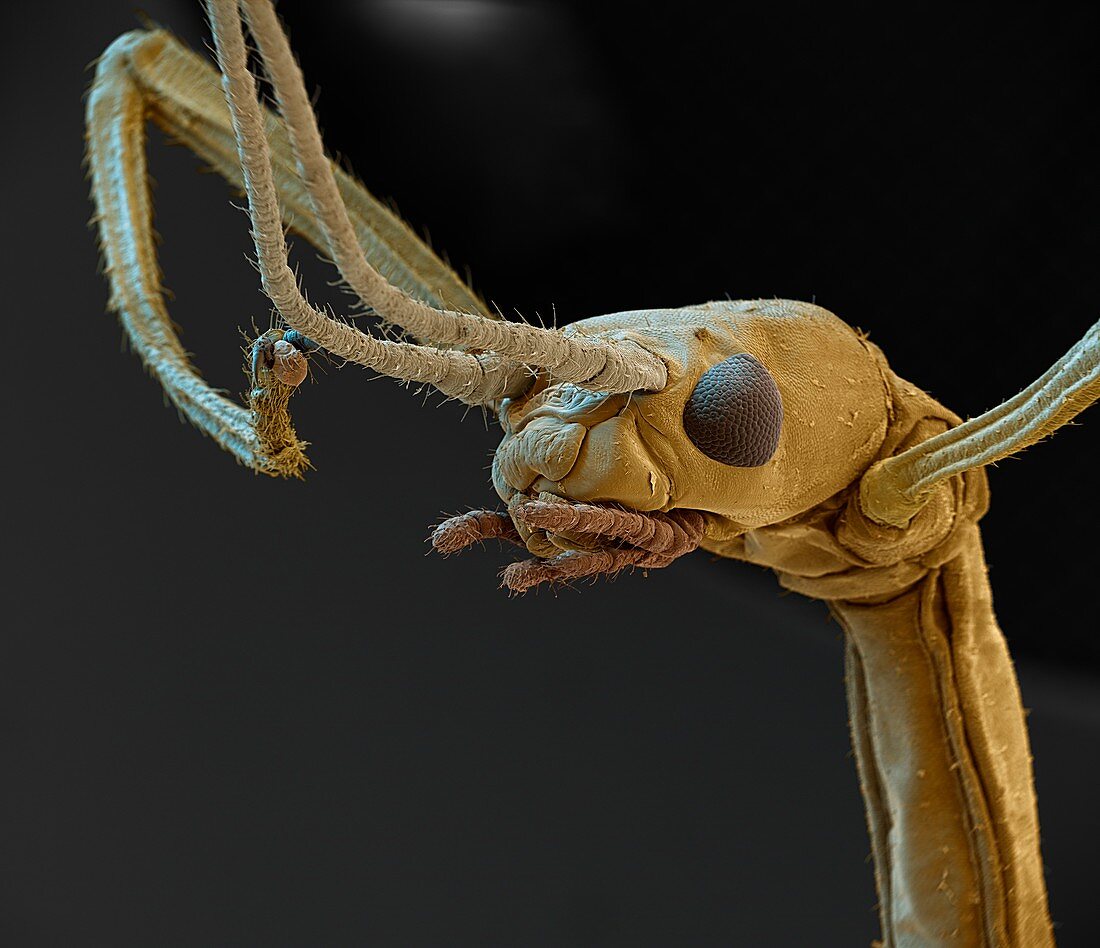 Indian stick insect head, SEM