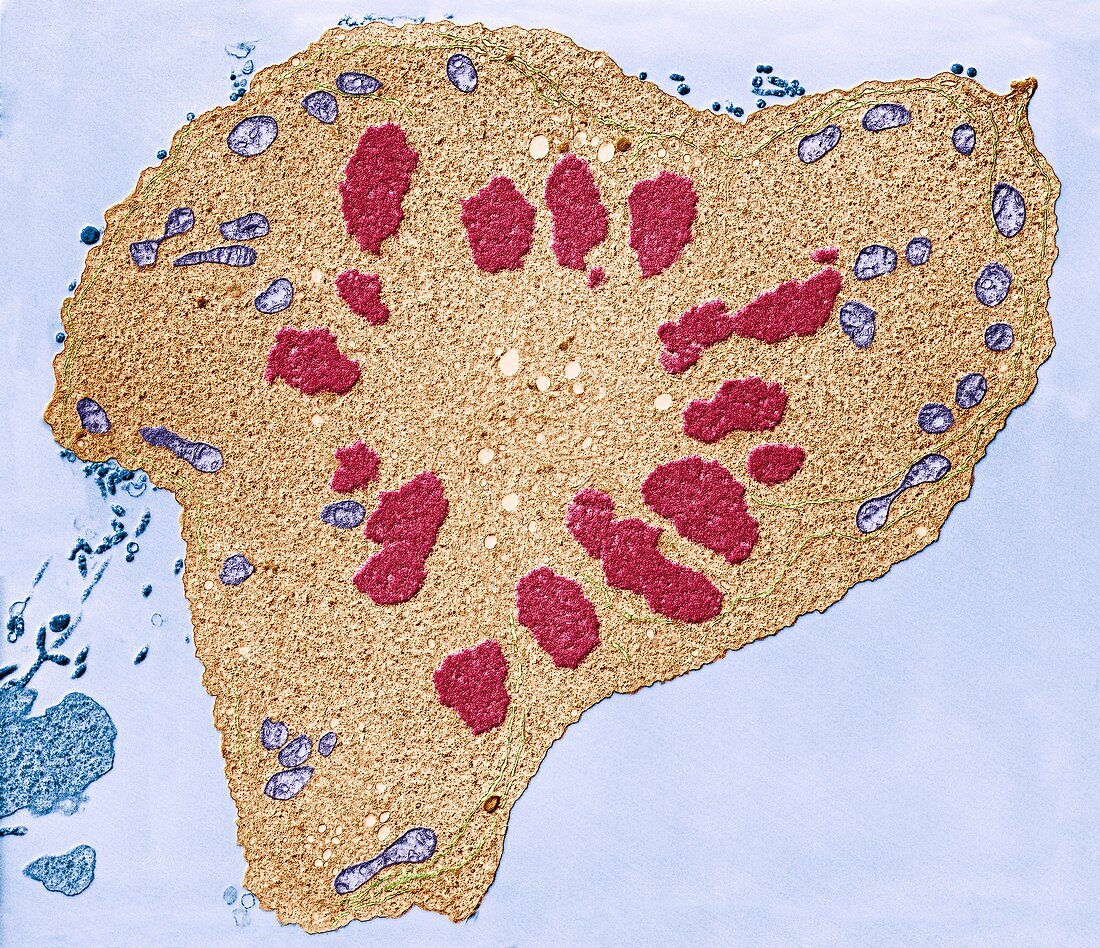 Lymphocyte undergoing mitosis, TEM