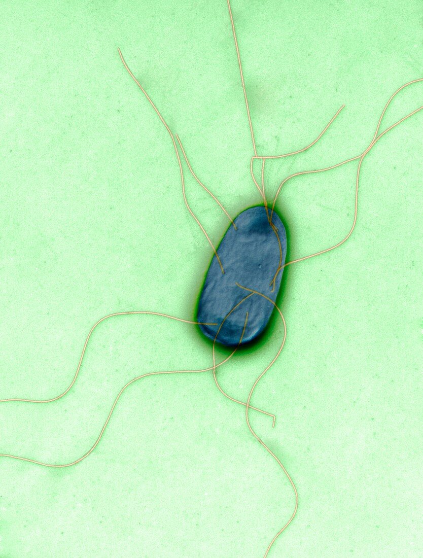 Proteus mirabilis 15 000:1