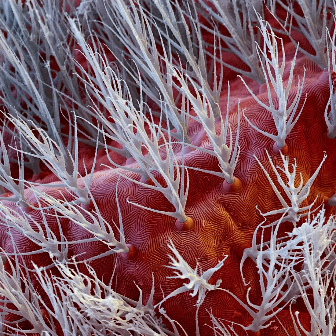 Die Rote Samtmilbe, Trombidium holosericeum 1000:1