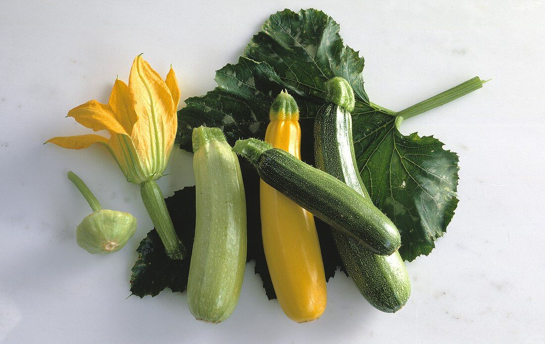 Gelbe & grüne Zucchini auf Blatt & Zucchiniblüte