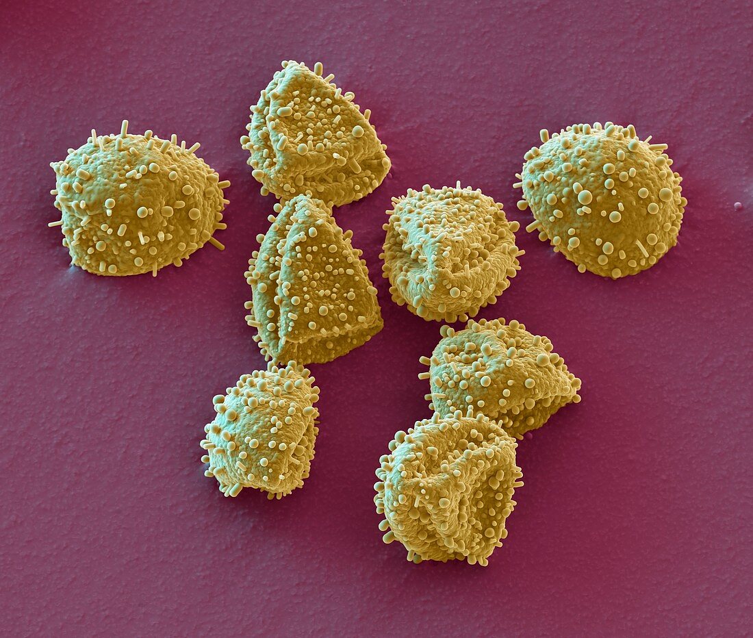 Pollen, Seerose 1000:1