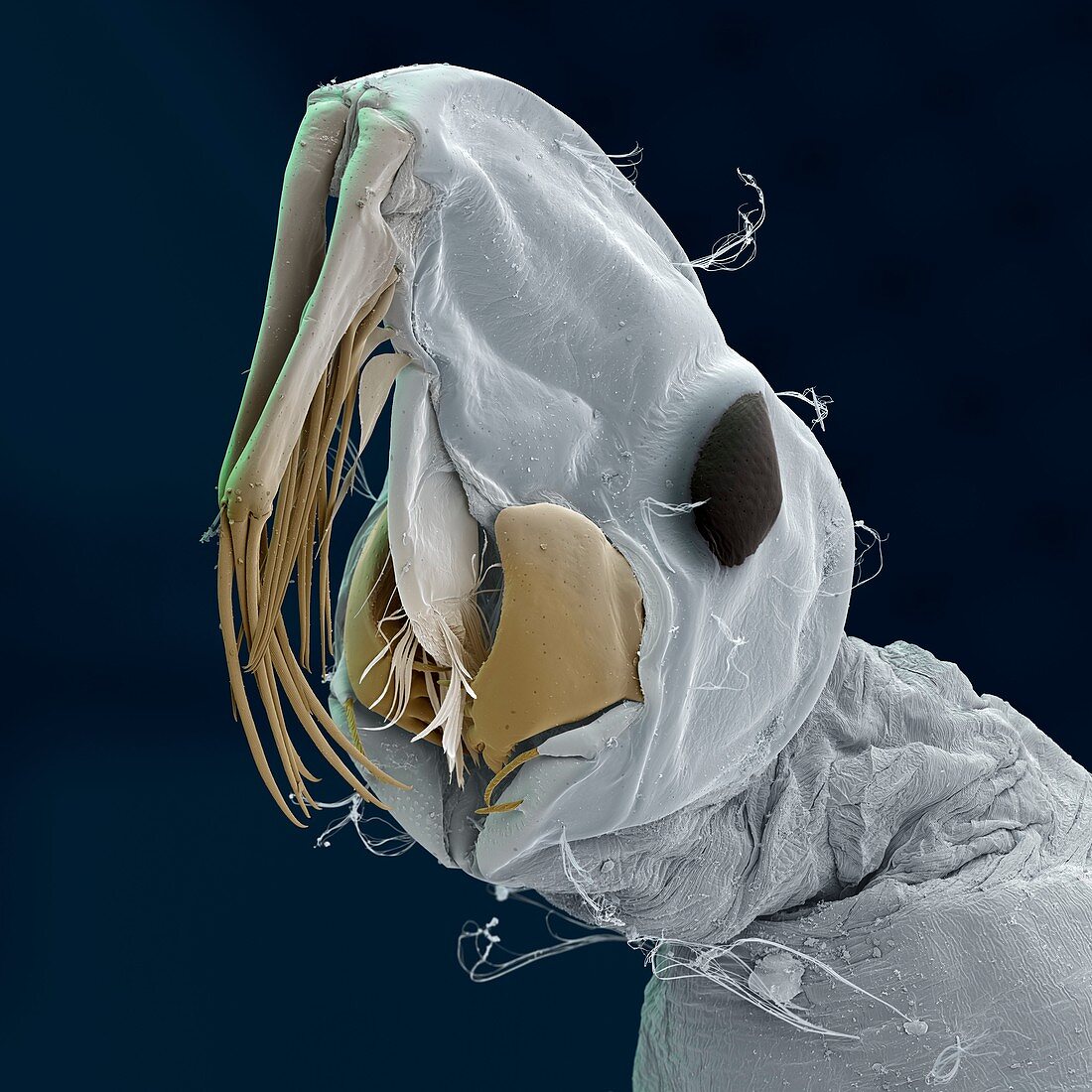 Phantom midge larva, SEM