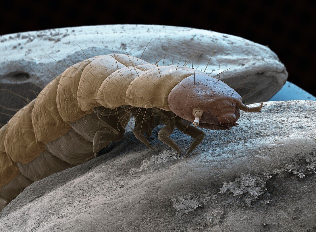 Flour beetle larva, SEM