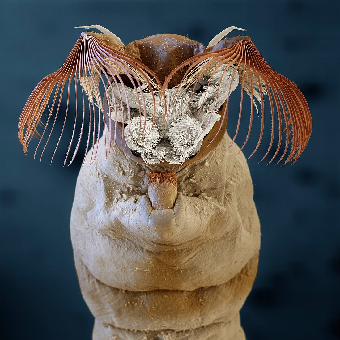 Simuliidae L 50x - Kriebelmücke, Larve 50x