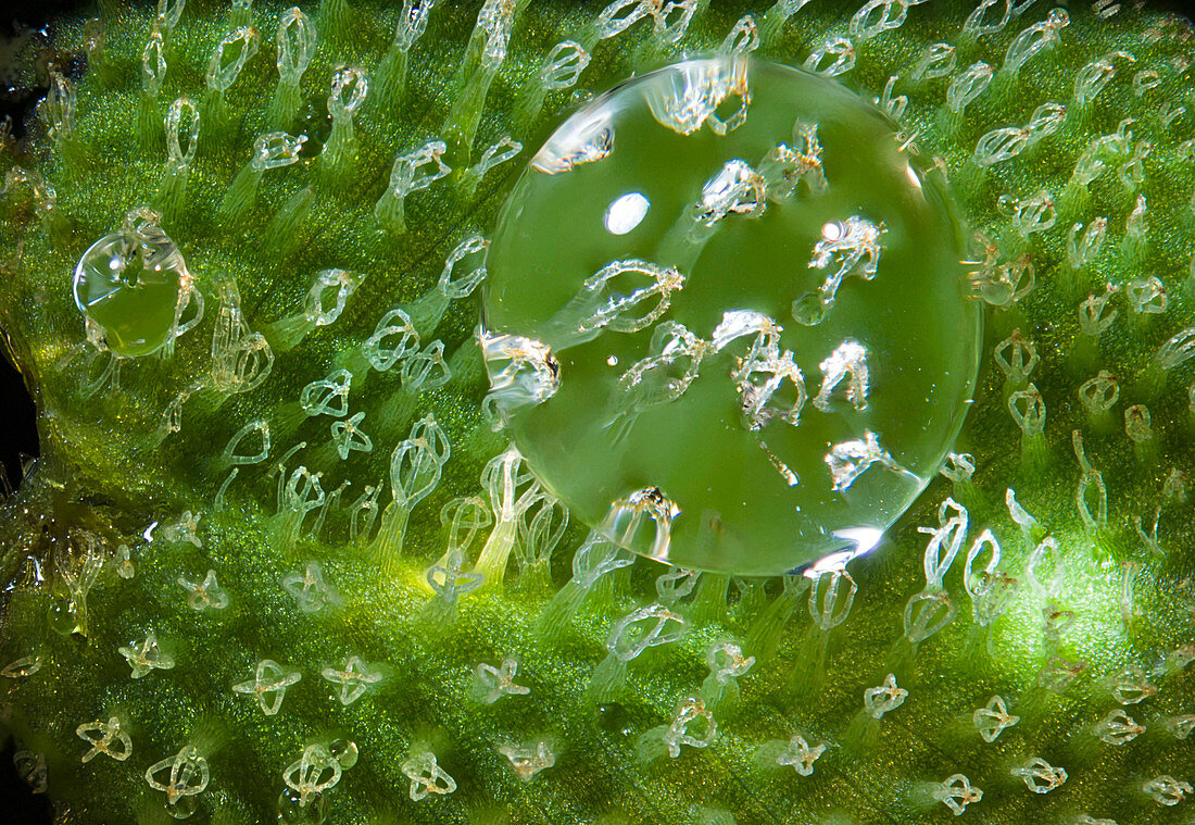 Water on floating fern (Salvinia natans)