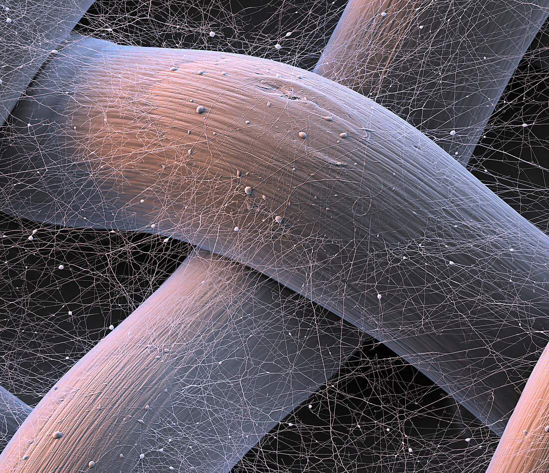 Spider silk from bacteria, SEM