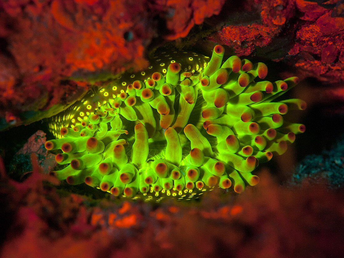 Sea anemone fluorescing underwater