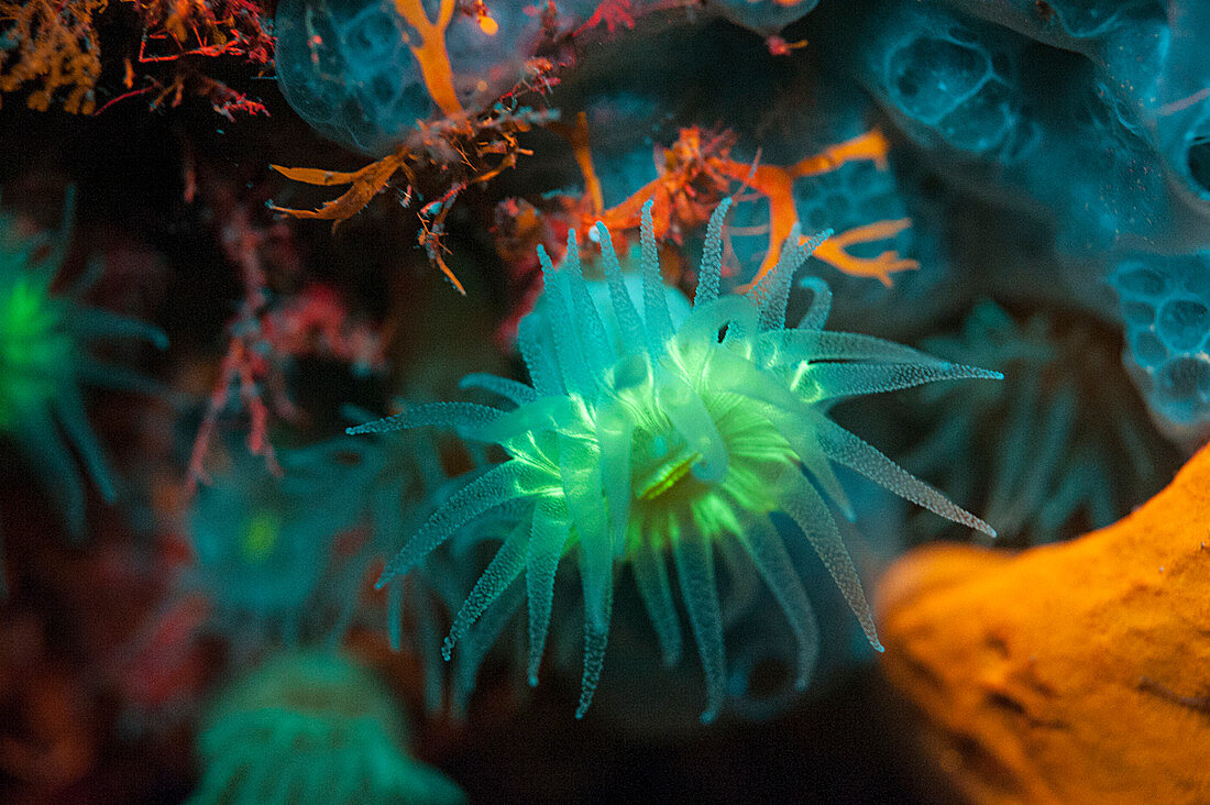 Gelbe Steinkoralle, Fluoreszenz