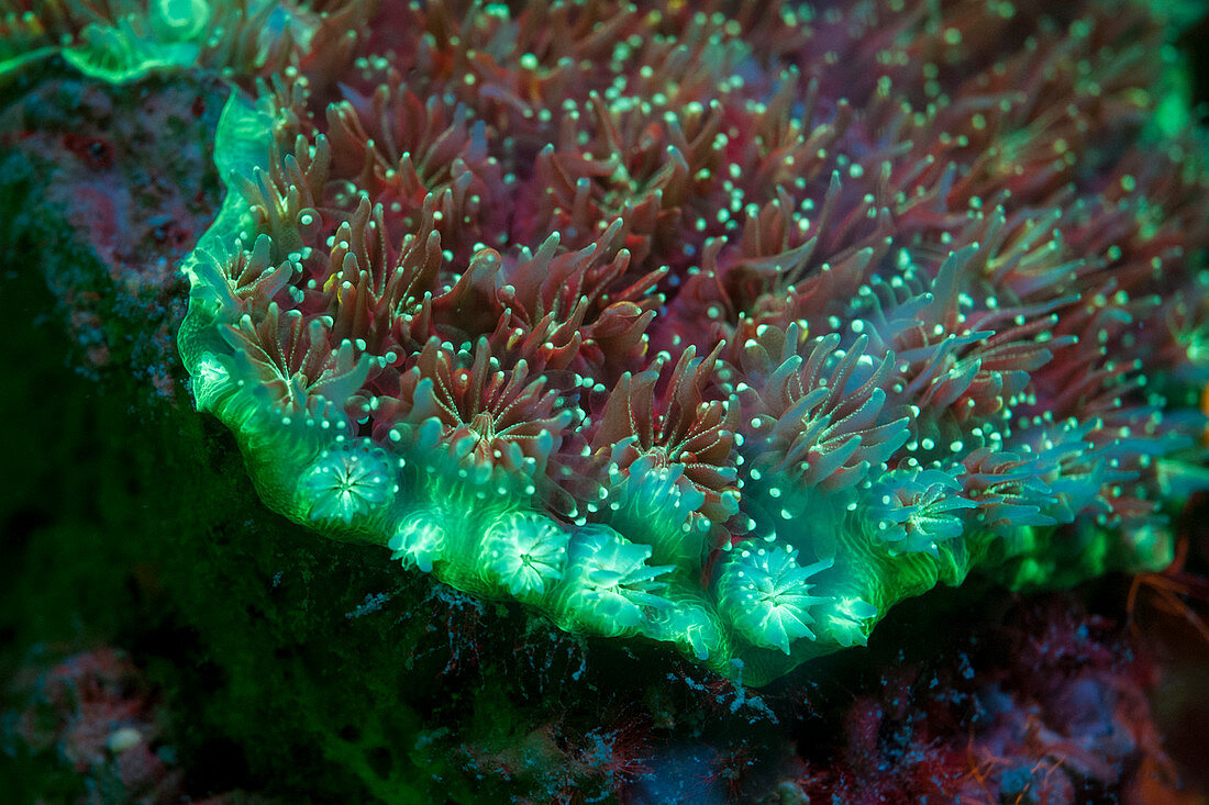 Fluorescent galaxy coral