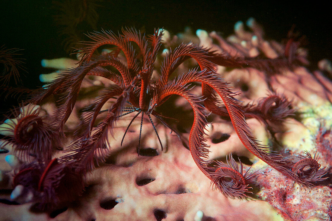 Fluorescent feather star and stony coral