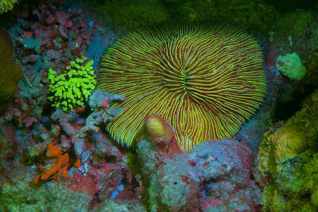 Pilzkoralle im Fluoreszenzlicht, Rotes Meer