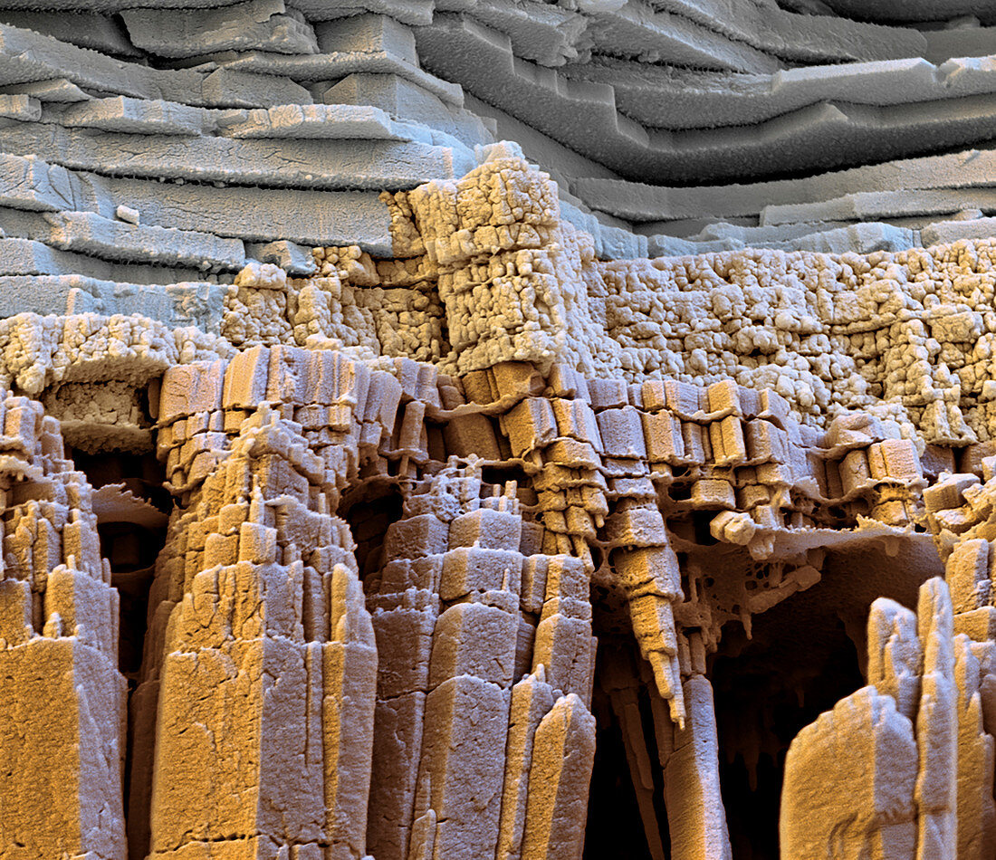 Nautilus siphuncle crystals, SEM