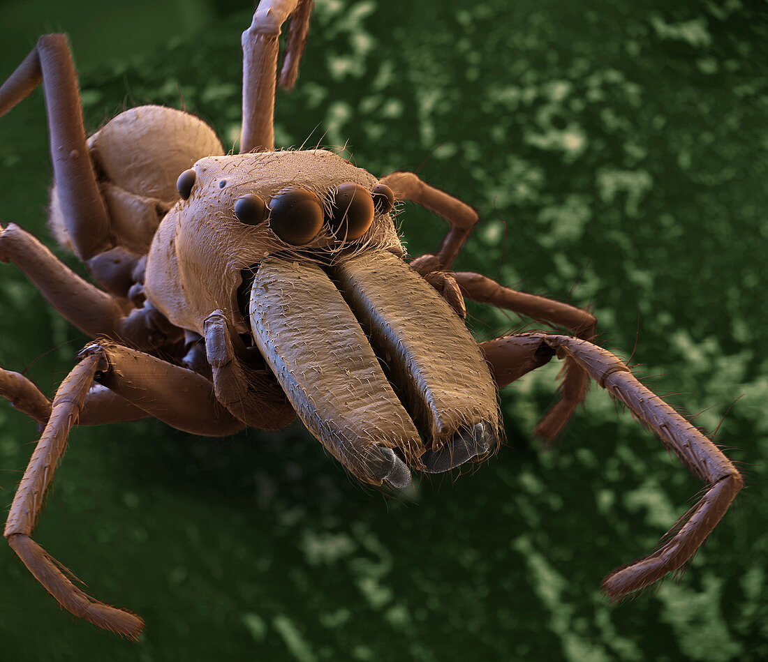 Ant-mimicking spider, SEM