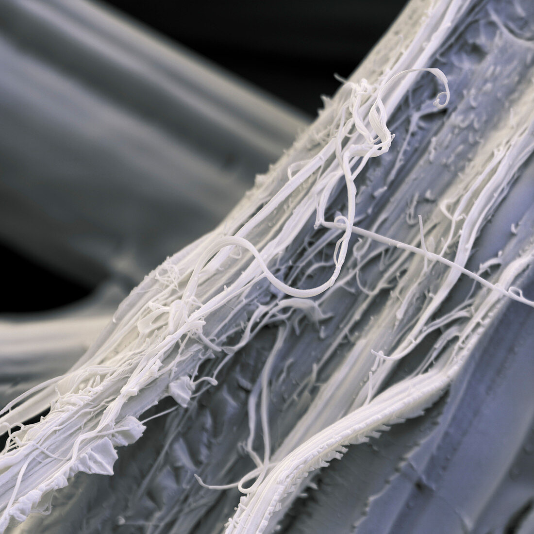 Silk fibres, SEM