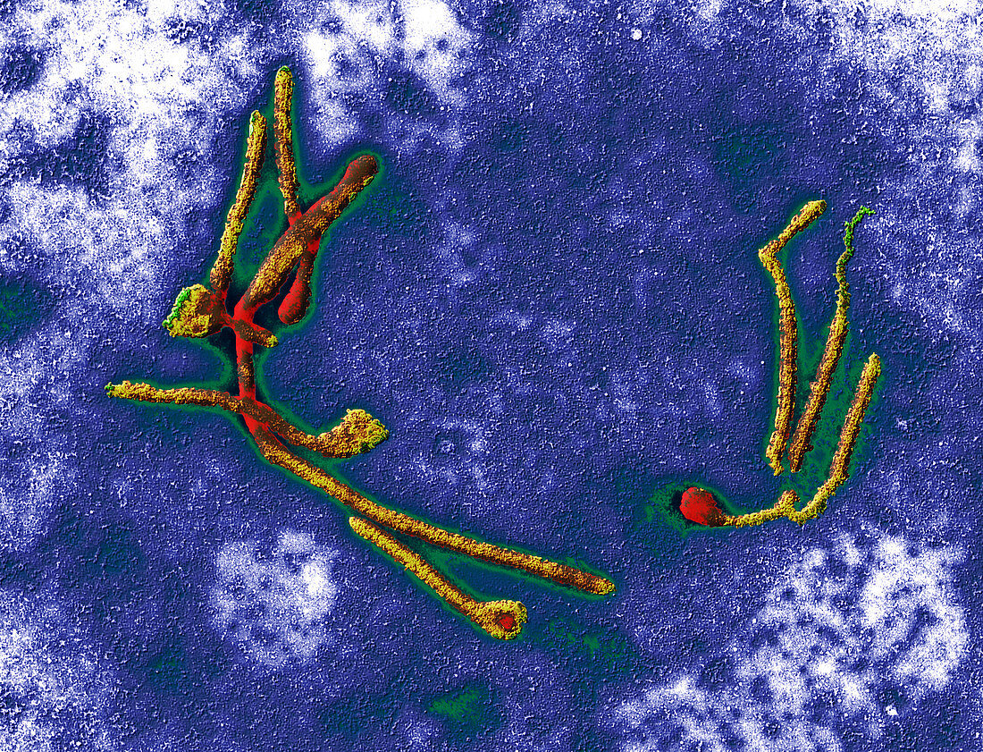 Coloured TEM of a number of Ebola viruses