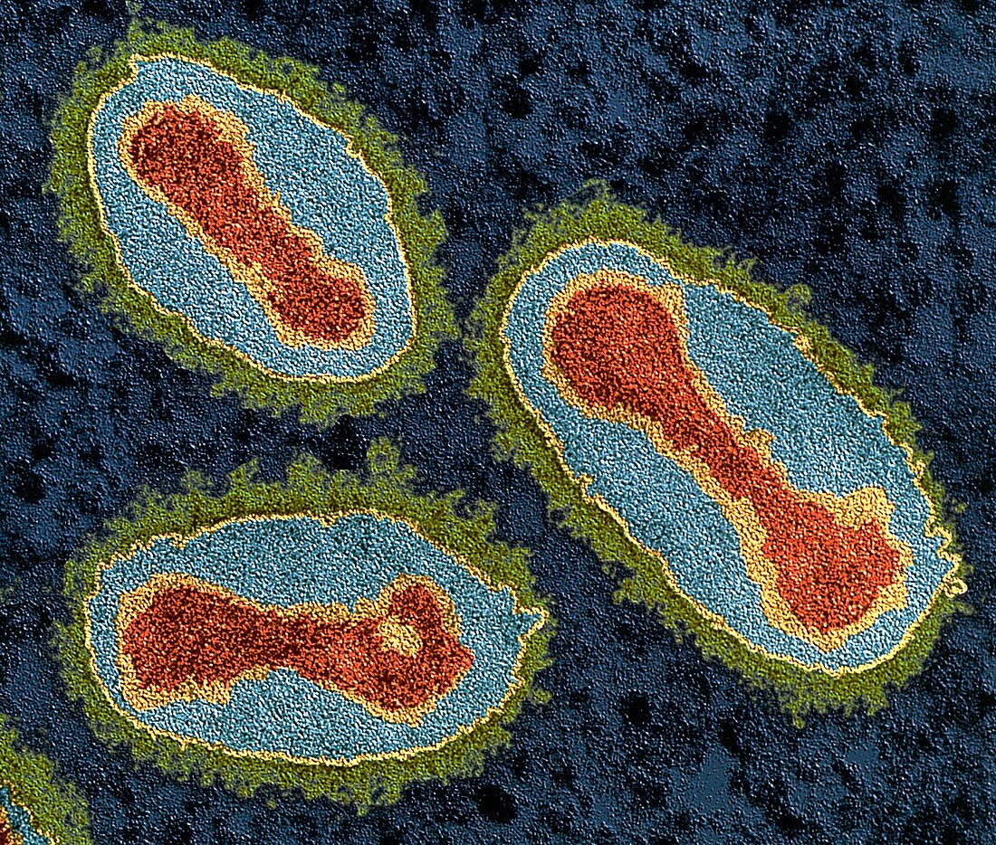 Smallpox viruses