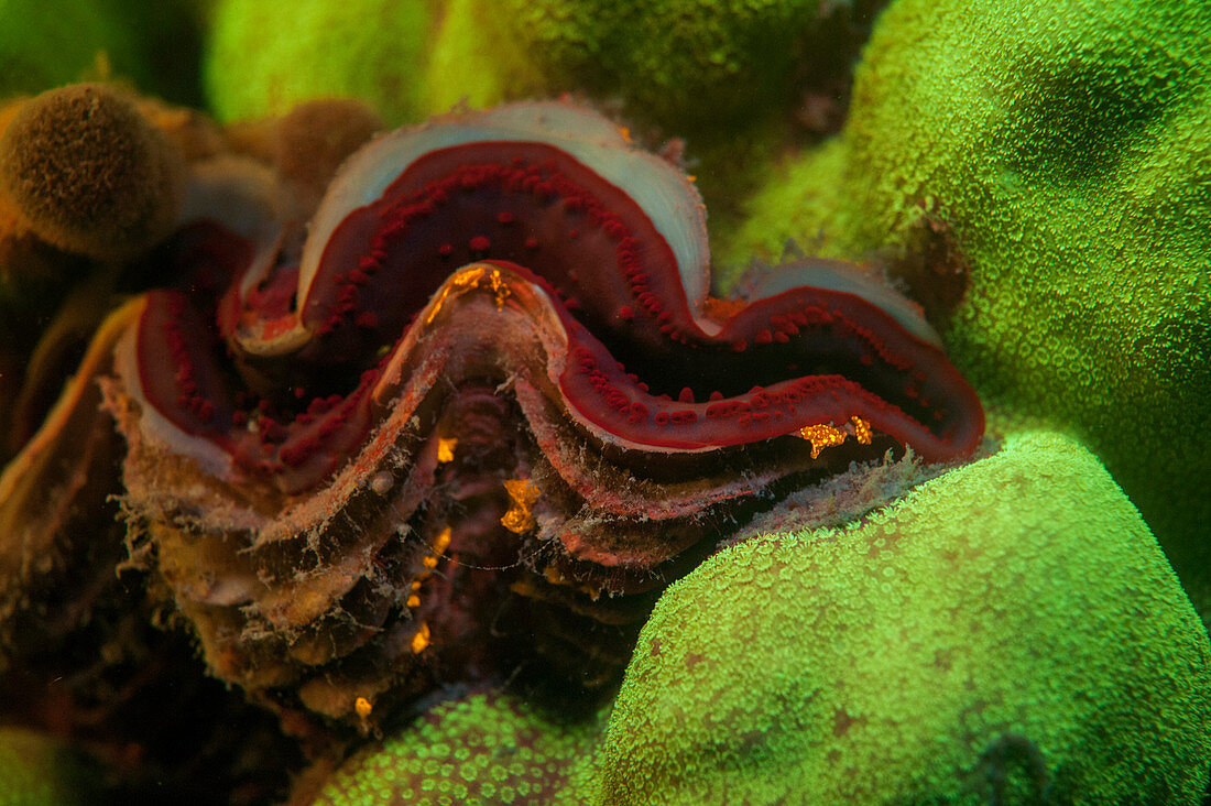 Fluorescent clam and coral