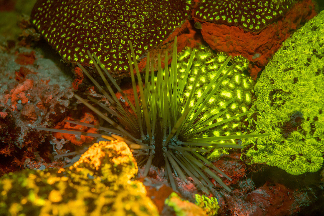 Sea urchin and fluorescent stony corals