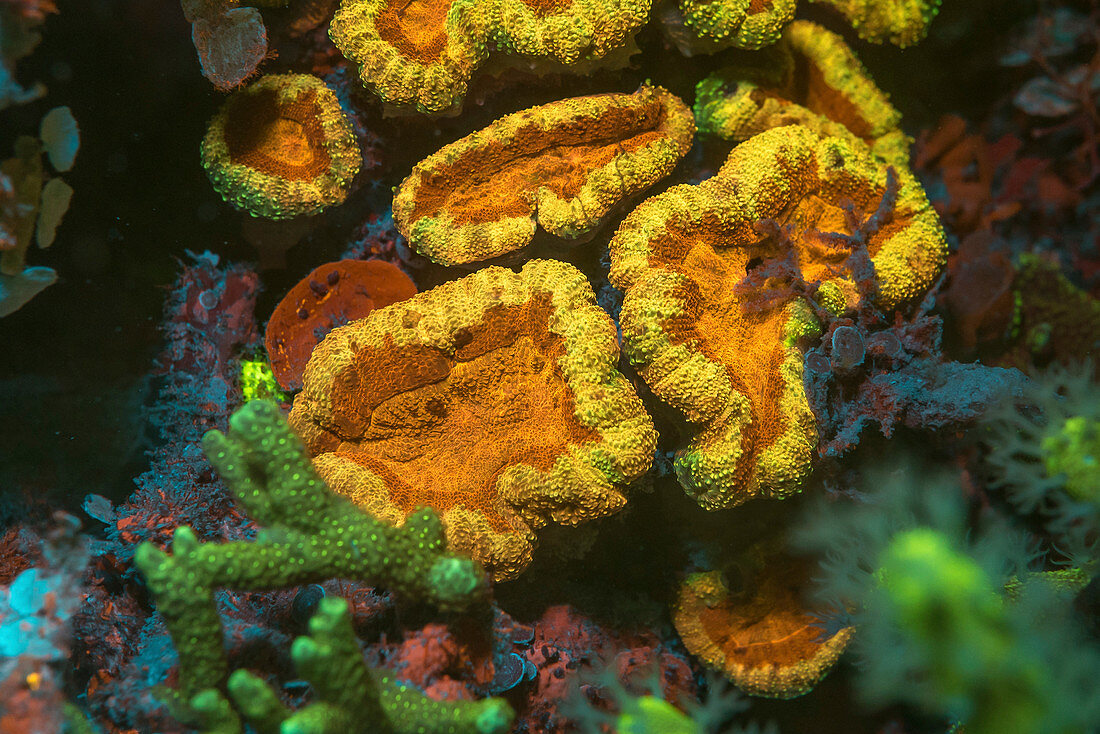 Fluorescent stony corals