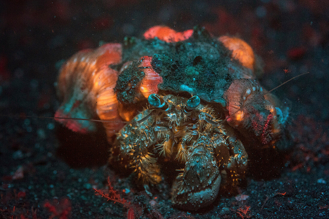Anemone hermit crab with fluorescent anemones