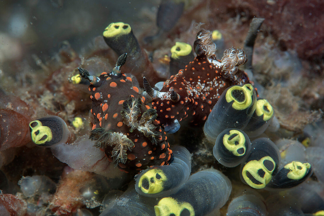 Fluorescent sea slugs and tunicates