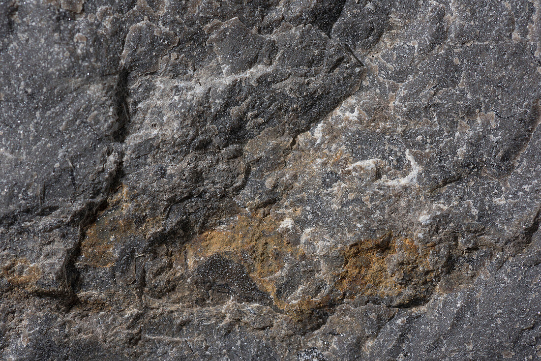 Triassic limestone rock surface, macrophotograph