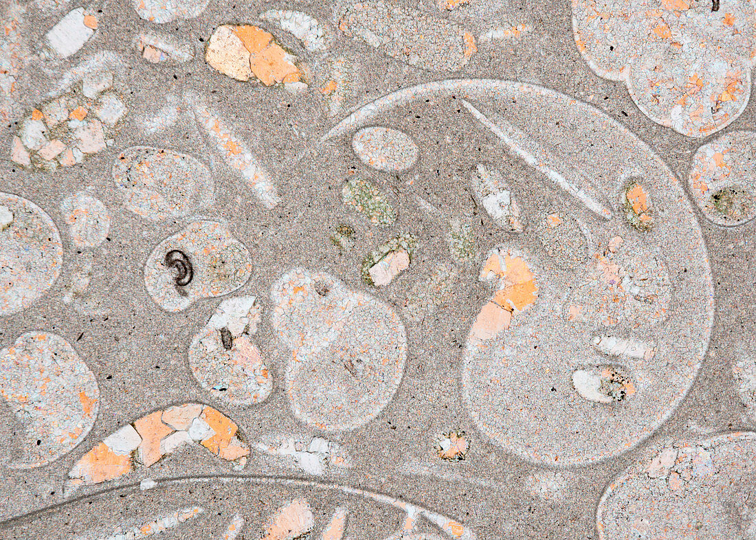 Triassic limestone rock crystals, polarised light micrograph