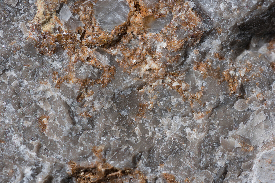 Trochite limestone rock surface, macrophotograph