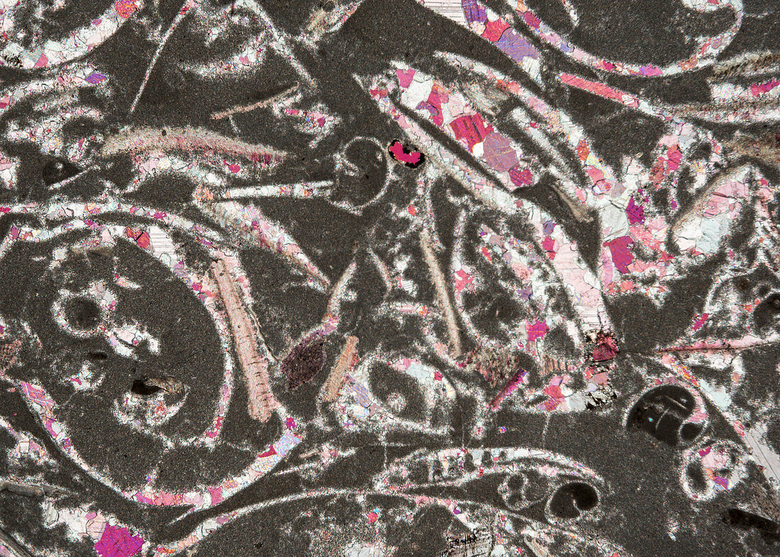 Trochite limestone and fossils, polarised light micrograph